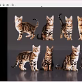 Eight Tiger Stripe Pattern Reptiles in Various Poses Against Gray Backdrop 3d model