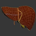 Realistic Human Liver 3D Model Showing Red Tissue And Yellow Vessels On Gray Background