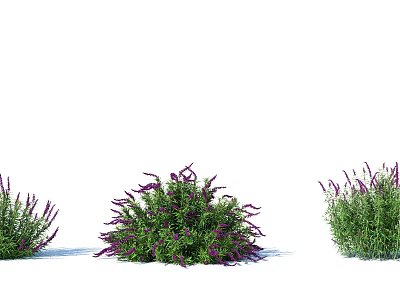 Vibrant Shrubs with Purple Flowers and Lush Green Foliage in Garden 3d model