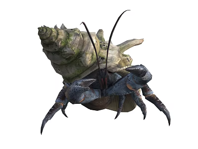 Hermit Crab With Spiral Shell Long Antennae And Sharp Claws In Marine Environment 3d model