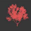 Healthy Arbor With Green Foliage And Sturdy Trunk On Black Background