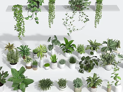 Lush Hanging Basket Plants with Cascading Greenery for Indoor Decoration 3d model