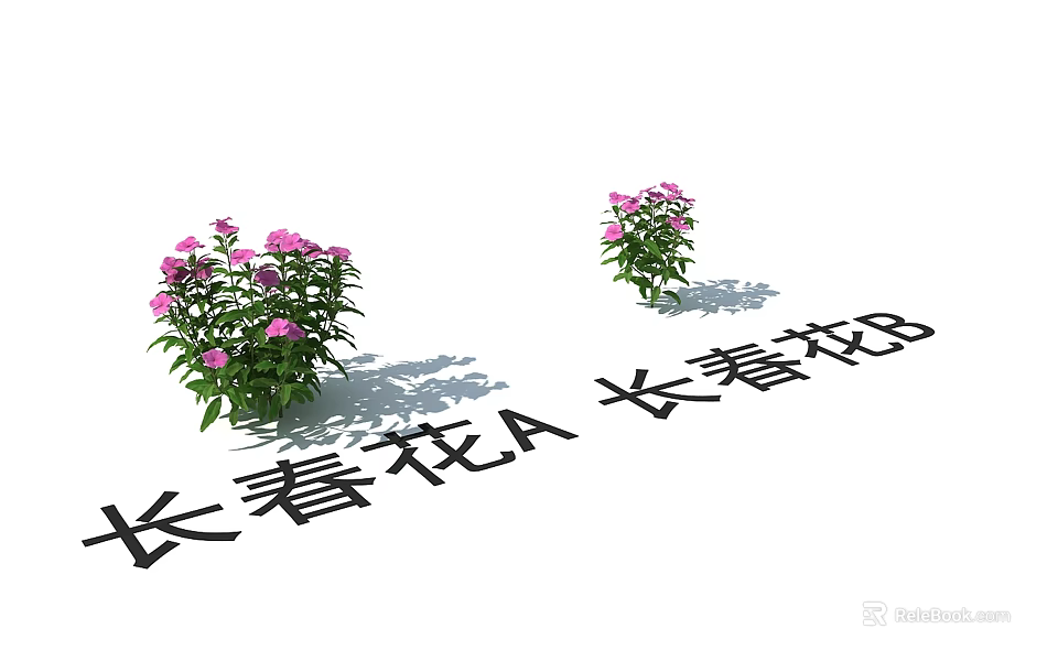 Blooming Periwinkle Plants A and B with Pink Flowers in Garden 3d model 