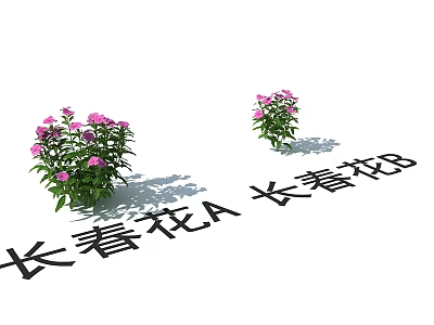 Blooming Periwinkle Plants A and B with Pink Flowers in Garden 3d model