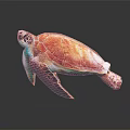Colorful Sea Turtle with Orange Green Shell on Dark Background and Reflection 3d model