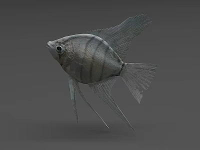 Silver Striped Aquatic Fish With Long Fins And Sleek Body Structure 3d model