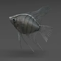 Silver Striped Aquatic Fish With Long Fins And Sleek Body Structure