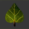 Decorative Ornament Set with Green Leaf Yellow Veins Colorful Petiole and Small Insect