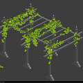 Green Leafy Vines With White Flowers Climbing Metal Pergola Garden Structure