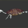 Turtle Cartoon Turtle Snapping Turtle Chickbill Turtle Reptile Cold Blooded Animal Reptile Class 3d model