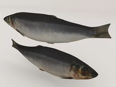 Two Whole Fish With Black Back And Silver Body Features 3d model