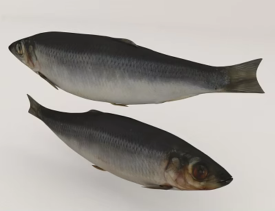Two Whole Fish With Black Back And Silver Body Features 3d model