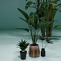 Large And Small Leafy Potted Plants Display With Green Leaves On Light Green Background