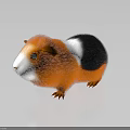 Guinea Pig With Orange White Black Fur And Black Eyes Standing On Shiny Reflective Surface