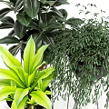 Indoor Decorative Potted Plants with Various Green Foliage in Black Pots and Metal Stands