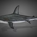 Hammerhead Shark Marine Aquatic Animal With Distinctive Hammer Shaped Head Features