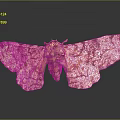 Moth With Brown And White Patterned Wings On Dark Surface With Reflection