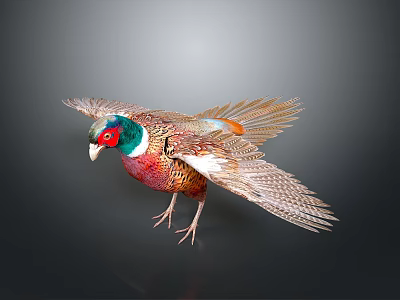 Vibrant Pheasant Bird With Detailed Colorful Feathers Spreading Wings On Dark Background 3d model
