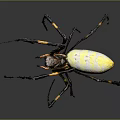 Yellow Black and Red Spider with Black and Yellow Banded Legs and Vibrant Colored Body