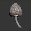 Fresh Healthy Edible Mushroom With Porous Pink Cap And White Stem