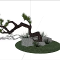Curved Pine Tree Featuring Green Foliage Stones Grass and White Clouds under Blue Sky