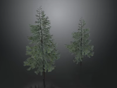 Two Tall Pine Trees With Green Foliage And Slender Trunks Against Gray Background 3d model