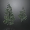 Two Tall Pine Trees With Green Foliage And Slender Trunks Against Gray Background