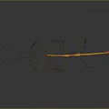 Slender Stick Insect With Green Orange Body And Long Legs On Gray Background