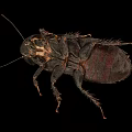 Detailed View Of Black Cockroach Body Structure On Isolated Black Background