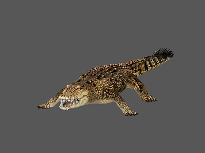 Large Saltwater Crocodile With Open Mouth Scaly Skin And Powerful Tail 3d model