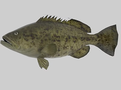 Grouper Aquatic Animal With Spotted Brown Green Scales And Open Mouth 3d model
