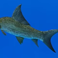 Silver Gray Fish With Red Head And Large Dorsal Fin Swimming In Blue Water