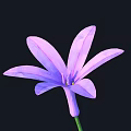 Beautiful Purple Flower With Multiple Petals On Black Background And Green Stem