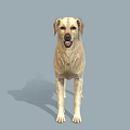 Golden Retriever 3D Model in Standing Pose with Light Yellow Fur and Gray Background