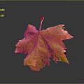 Vibrant Yellow Maple Leaf With Detailed Veins And Tattered Edges On Gray Background With Reflection
