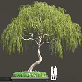 Weeping Willow Tree with Curved Trunk Hanging Green Leaves in Square Flower Bed and People