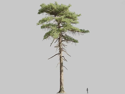 Tall Arbor With Green Canopy And Straight Trunk Featuring Small Figure For Height Comparison 3d model