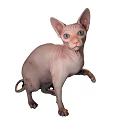 Two Hairless Reptiles With Bright Blue Eyes On White Background