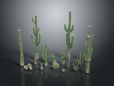 Various Green Cactus Plants in Different Sizes and Shapes on Black Reflective Background 3d model