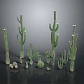 Various Green Cactus Plants in Different Sizes and Shapes on Black Reflective Background