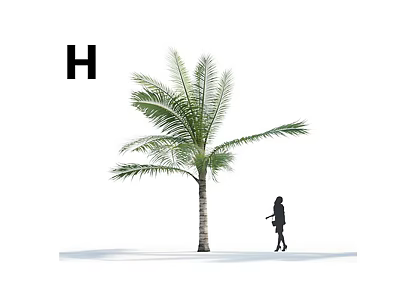 Arborescent Palm Tree Standing Tall With Walking Person In Open Space 3d model