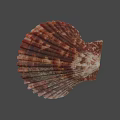 Brown And White Striped Fan Shaped Seashell With Ribbed Texture On Blue Background