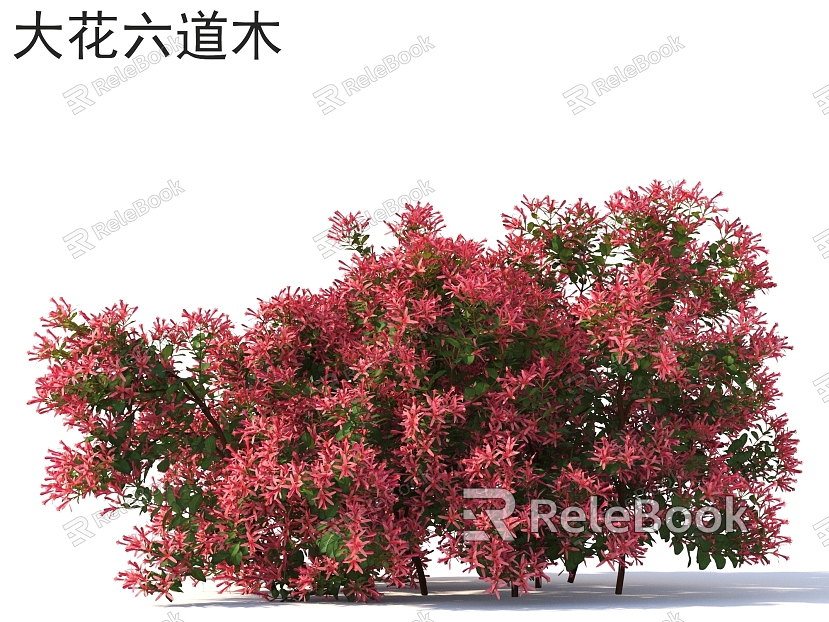 Big-flowered six-tree flowers, plants, shrubs, plants model