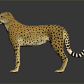Realistic 3D Cheetah Model With Spotted Fur Standing On Dark Surface 3d model