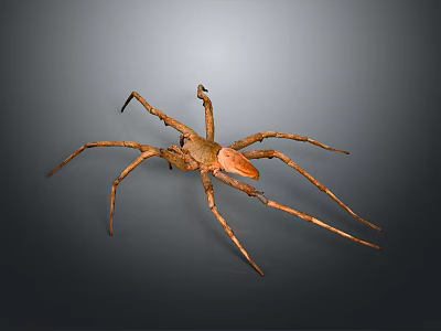 Brown Spider With Long Legs And Distinct Abdomen On Gray Background 3d model