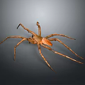 Brown Spider With Long Legs And Distinct Abdomen On Gray Background 3d model