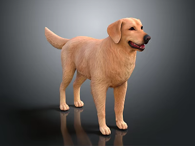 Realistic Yellow Labrador Dog Standing On Dark Background With Clear Floor Reflection 3d model