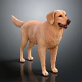 Realistic Yellow Labrador Dog Standing On Dark Background With Clear Floor Reflection