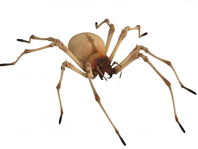 Light Brown Reptile With Long Legs Closeup On White Background View 3d model