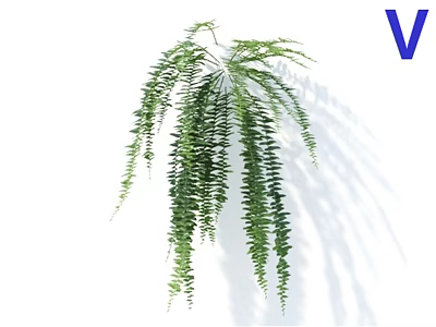 Fresh Green Hanging Plant With Long Dangling Leaves Against White Background 3d model